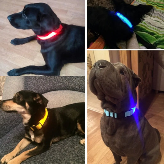 Pet LED Collar